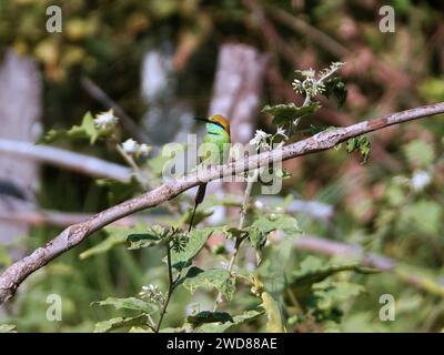 A rainbow bee-eater perched on a branch. Merops ornatus Stock Photo