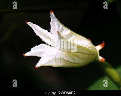A close-up shot of an ivy gourd flower on a dark background Stock Photo