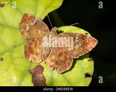 A common small flat butterfly on a green leaf Stock Photo