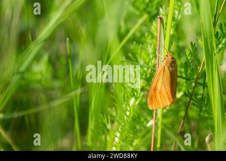 Clouded buff moth (Diacrisia sannio) Stock Photo