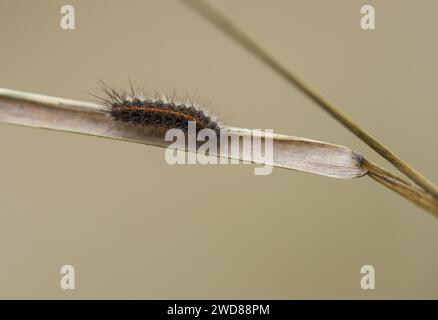 Clouded buff moth larva (Diacrisia sannio) Stock Photo