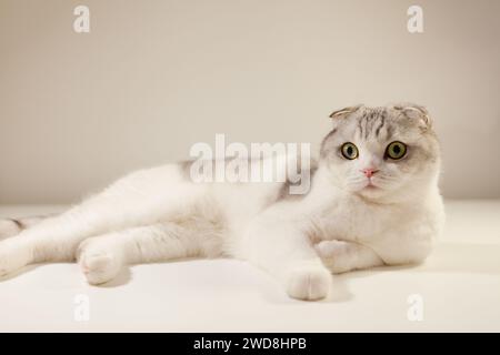 white bicolor scottish fold cat looking open yellow eyes, close-up portrait, kitten breed standard Stock Photo