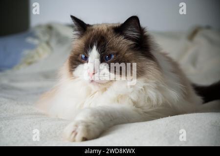 Beautiful young white purebred Ragdoll cat with blue eyes, on the bed at home. Stock Photo