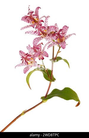 Elegant flower of the toad lily, isolated Stock Photo