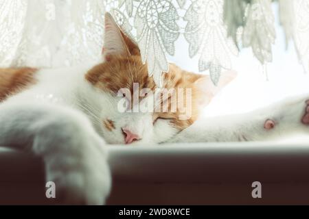 cute ginger tabby cat sleeping on the windowsill on a sunny day Stock Photo