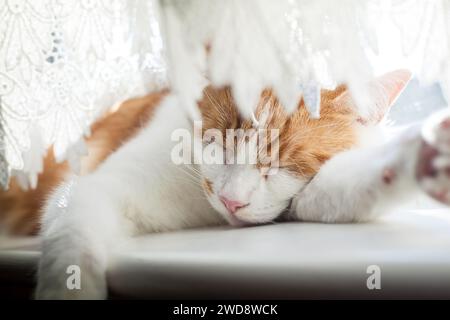 cute ginger tabby cat sleeping on the windowsill on a sunny day Stock Photo