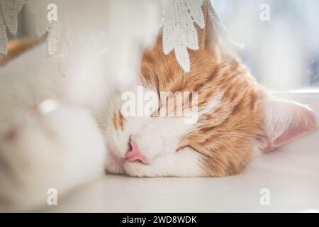 cute ginger tabby cat sleeping on the windowsill on a sunny day Stock Photo