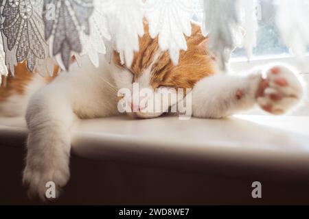 cute ginger tabby cat sleeping on the windowsill on a sunny day Stock Photo