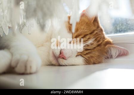 cute ginger tabby cat sleeping on the windowsill on a sunny day Stock Photo