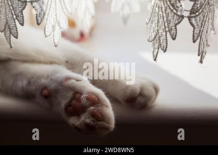 two white cat paws sticking out from under the curtain Stock Photo
