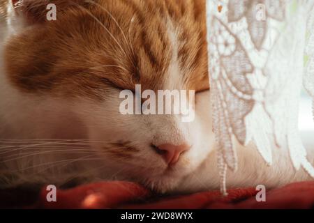 closeup photo of a beautiful white and ginger tabby sleeping on a red blanket Stock Photo