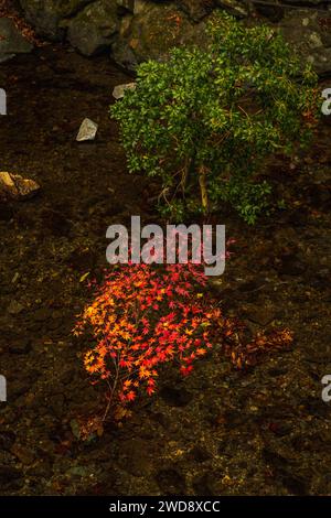 The Autumn Foliage in Kyoto, Japan, attract many tourist every year, to admire and enjoy the natural beauty of the fall. Maple leaf turn to many color Stock Photo