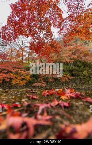 The Autumn Foliage in Kyoto, Japan, attract many tourist every year, to admire and enjoy the natural beauty of the fall. Maple leaf turn to many color Stock Photo
