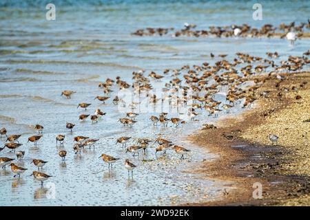 Birds rest and feed on shallows. Dunlin (Calidris alpina), curlew sandpiper (C. ferruginea), European turnstone (Arenaria interpres). Arabatskaya stre Stock Photo
