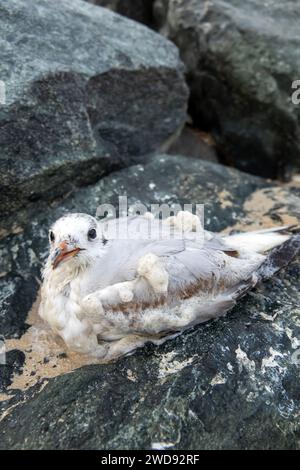 Wintering seagull dies on the shores of the Persian Gulf. Surf foam and sand cover the feathers Stock Photo