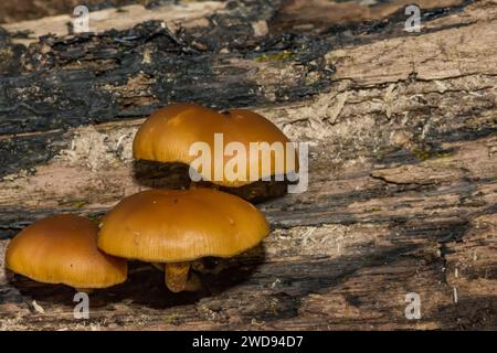 Funeral Bell Mushrooms - Galerina marginata Stock Photo