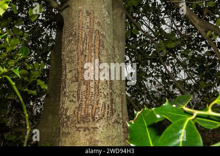 Yellow-bellied Sapsucker Tree Damage Stock Photo