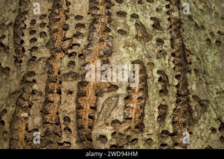 Yellow-bellied Sapsucker Tree Damage Stock Photo