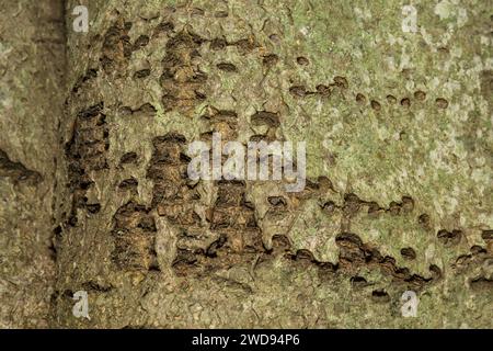 Yellow-bellied Sapsucker Tree Damage Stock Photo