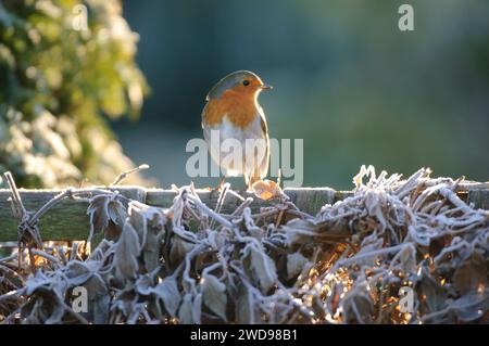 Garden Robin backlit Stock Photo - Alamy