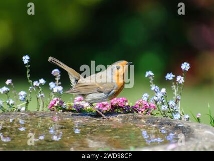 European robin Erithacus rubecula, performing threat display, perched on bird bath in garden, May. Stock Photo