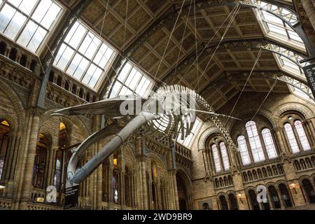 Natural History Museum, London, UK Stock Photo