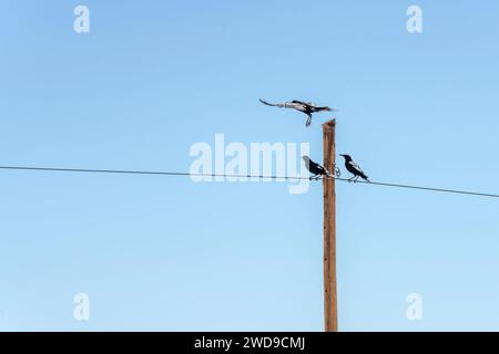 crows on electric pole in Naukluft desert, shot in bright late spring light north near Garub, Namibia, Africa Stock Photo