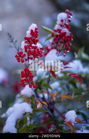 Bright red berries covered with fresh snow, contrasting with a soft background. Stock Photo