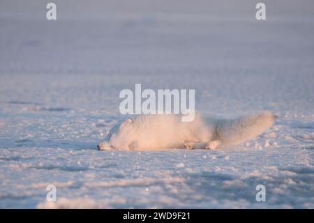 arctic fox Alopex lagopus adult in its winter coat rolls around in the snow to clean its fur and streatch 1002 area of the ANWR Alaska Stock Photo