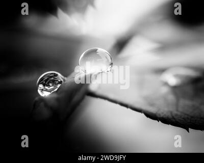 Rain shower after long period of drought, some rain drops on my roses. Observe rain drops in my garden, close up macro with 60mm macro lens. Olympus. Stock Photo