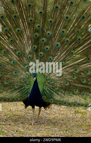 A peacock displays an extravagant fan of iridescent tail feathers amidst verdant foliage. Stock Photo