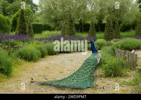 A peacock displays an extravagant fan of iridescent tail feathers amidst verdant foliage. Stock Photo