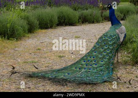 A peacock displays an extravagant fan of iridescent tail feathers amidst verdant foliage. Stock Photo