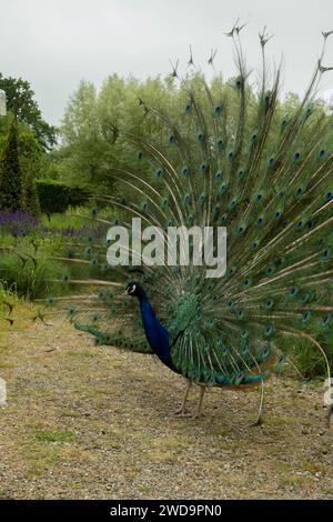 Amidst a lush garden setting, a peacock fans out its splendid feathered train. Stock Photo