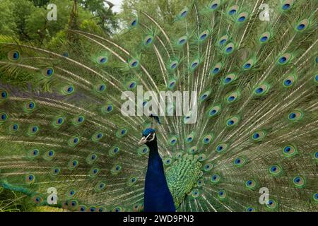 A peacock displays an extravagant fan of iridescent tail feathers amidst verdant foliage. Stock Photo