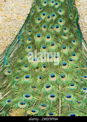 The intricate 'eye' patterns of a peacock's tail feathers showcased in a close-up view. Stock Photo