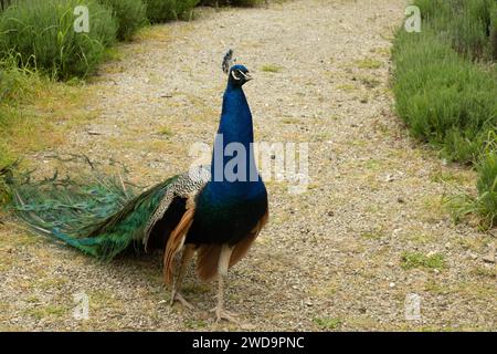 Peacock with his feathers out behind him. Stock Photo