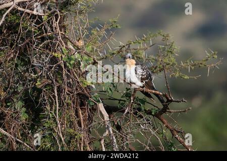 Great spotted cuckoo (Clamator glandarius) Stock Photo
