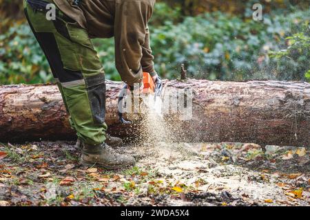 Lumberjack is cutting tree trunk by chainsaw in forest. Lumber industry and deforestation Stock Photo