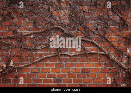 Red brick wall with ivy branches. Autumn and architectural background Stock Photo