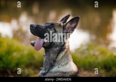 Portrait of young German shepherd outdoors. Curious puppy is looking up Stock Photo