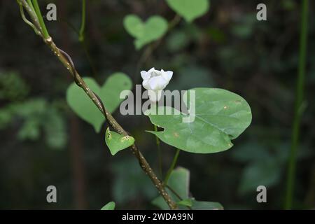View of a wilting small white flower and a leaf of an Obscure morning glory (Ipomoea Obscura) vine that is growing on a plant stem Stock Photo