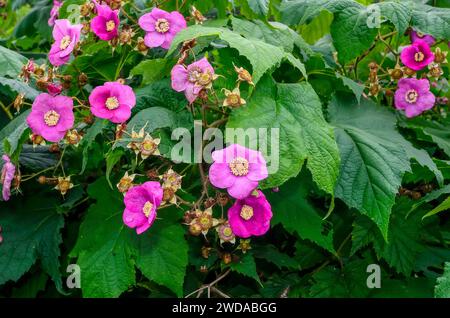 Blossoming Rubus odoratus plant (Purple-flowered Raspberry or Virginia raspberry) with pink purple flowers and leaves look like maple close up Stock Photo