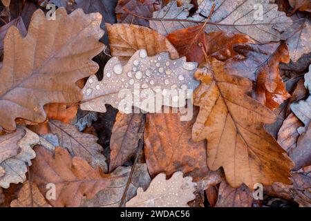 Brown and wet fallen oak tree autumn leaves cover the ground. Seasonal fall background texture. Stock Photo