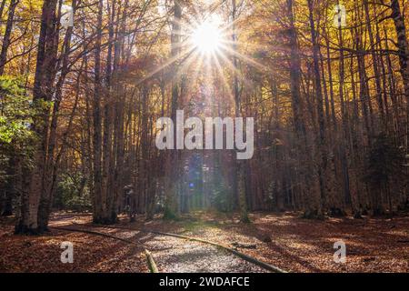 adapted path, Ordesa i Monte Perdido National Park, Province of Huesca, Aragon Stock Photo