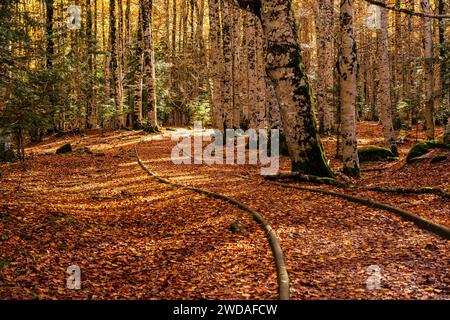 adapted path, Ordesa i Monte Perdido National Park, Province of Huesca, Aragon Stock Photo