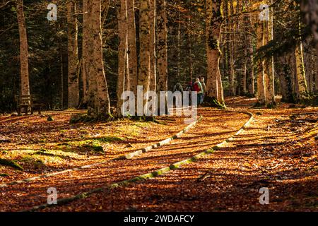 adapted path, Ordesa i Monte Perdido National Park, Province of Huesca, Aragon Stock Photo