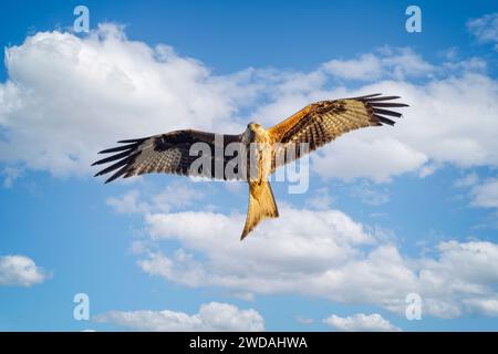 Close of Red Kite hovering in blue sky with white clouds Stock Photo