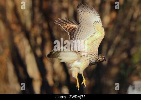 Red-tailed hawk gracefully soars to capture prey in mid-air Stock Photo