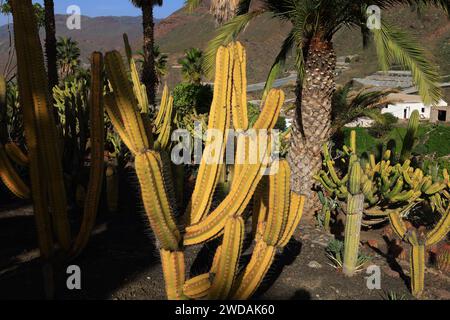 Cactualdea Park is the largest cactus park in Europe located in Gran Canaria  Stock Photo - Alamy